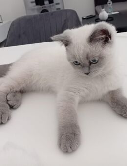 Wunderschöner BKH kater💙 - Burgau