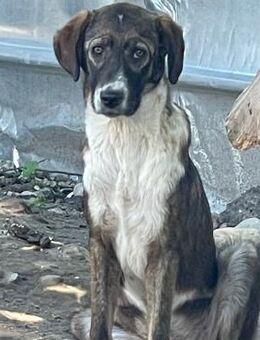 🍂 Sensible Junghündin Christie 🐕 - Eislingen (Fils)