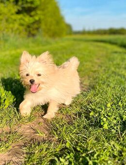 Pomeranian Yorkshire Mix Welpe - Köln