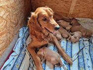 Darkgolden Retriever - Hemmingstedt