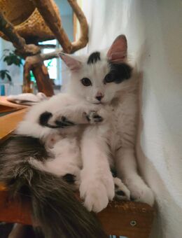 kleiner Kater 14 Wochen alt - München