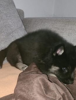 Husky Welpen - Wertheim