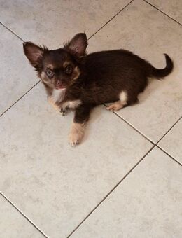 Chihuahua Rüde Welpe Langhaar - Verl