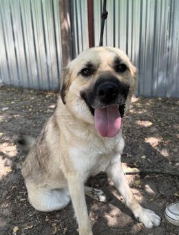 Csimo - muss endlich hier raus! - Köln