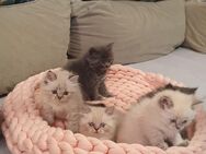 Wunderschöne Britisch Langhaar Kitten abzugeben - Abholung. - München