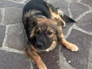 Kylian 💙💙💙 ist ein bildhübscher Bub - Herxheim (Landau)