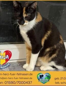 Finja sucht ein Zuhause mit Freigang! - Waakirchen