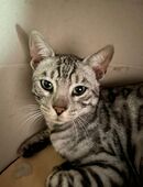 Bengal Kater in 51597