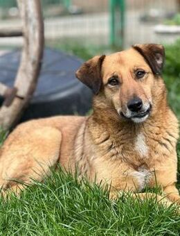 Joe - freundlicher, sozialer Rüde - Berlin