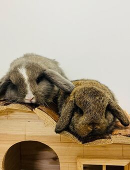 Zwergkaninchen Babys Farbenzwerge Löwenköpfchen - München