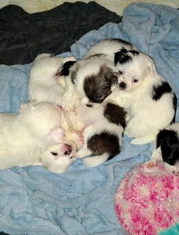 Süße Chihuahua Pekinese Mix Welpen - Groß Offenseth-Aspern