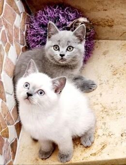 Süße BKH Kitten in Silver,Blue,Weiss abzugeben . - Worms