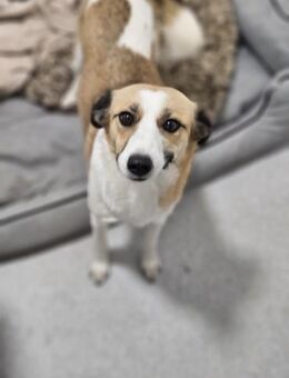 Elsa sucht ihr Traumzuhause 🐾❄️ - Siggelkow