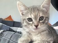 Süßes Kittenbaby Tinkerbelle - Oberhausen-Rheinhausen