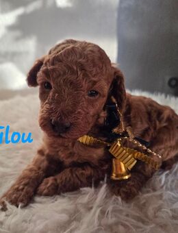 Reinrassige Toypudel Welpen / 1 Rüde noch frei - Schopfheim