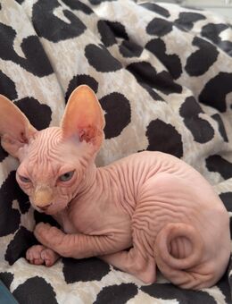 Sphnynx Kitten - Freudenstadt