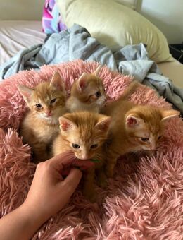 Baby Katzen - Heilbronn