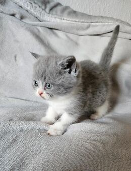 Bildschöne BKH Kitten Britisch Kurzhaar - Erfurt