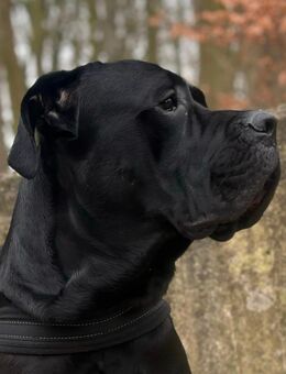 Cane corso Rüde - Mönchengladbach