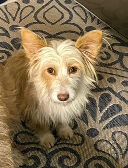 Wuschelmaus Maika - Eichenzell