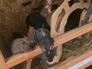 3 liebe Degu Jungs suchen neues zu Hause - Erbach Zentrum