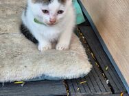 Katzen Babys - Cloppenburg