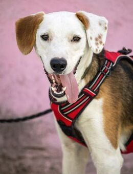 ARCHIE - Ein Hund für alle Lebenslagen! - Sulzbach-Laufen