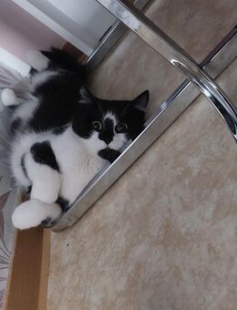 Abby sucht neues Zuhause - Hettstedt