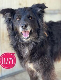 Lizzy braucht ein einfühlsames Zuhause - Flörsheim-Dalsheim