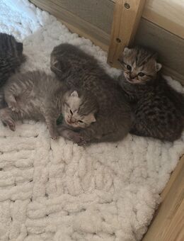 Bkh kitten babys - Rheine Zentrum