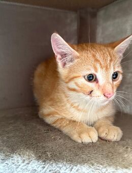 Babykater - Kumhausen