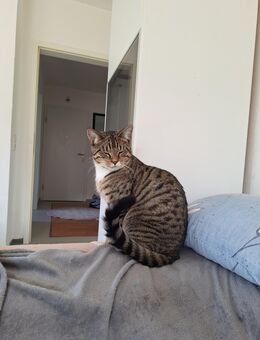 Katerchen sucht Zuhause - Ahlen