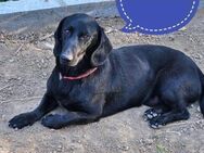Kerlchen-Blacky ein absoluter Schatz - Flörsheim-Dalsheim