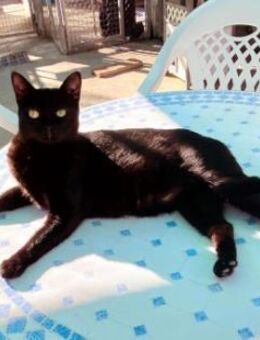 Hübsche Katze Noa - Karlsruhe