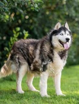 Nord❤️sucht Pflege- oder Endstelle - Rott (Inn)