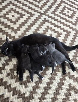 4 bezaubernde Baby-Kitten suchen ein liebevolles Zuhause - Castrop-Rauxel