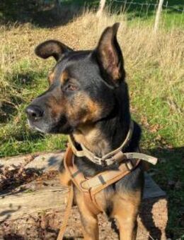 Smarte Powerhündin Mellow - Kallmünz