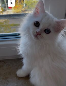 Maine Coon/Perser Kätzchen abzugeben – geb. 06.08.2025 - München Laim