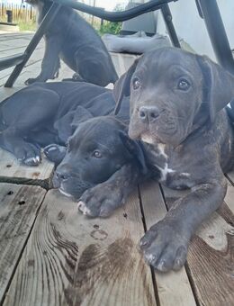 Cane Corso Welpen ab sofort abgabebereit - Krefeld