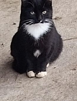 Katzenbabys jung katzen - Kißlegg