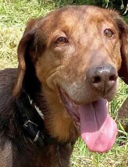 Bezaubernde Lizoula sucht ihren Menschen - Sehnde