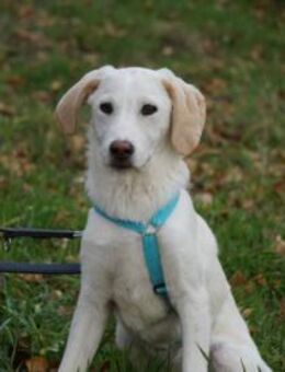 Bachisio möchte Ihnen Freude bereiten - Neuss