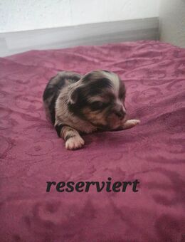 Zuckersüße Maltipoo-Welpen - Osnabrück