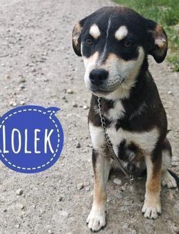 Lolek ein zarter sensibler Rüde - Flörsheim-Dalsheim