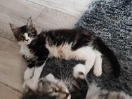 Maine Coon Kitten - Neustadt (Vogtland)