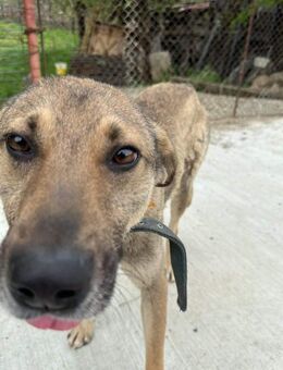 Aaron, klapperdürr entsorgt - Steinhagen (Nordrhein-Westfalen)