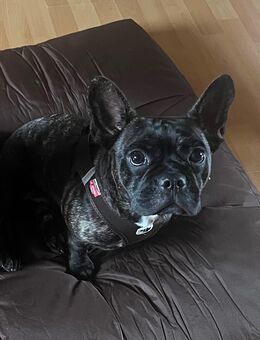Neue Kuschelpartner für Lou gesucht - Spantekow