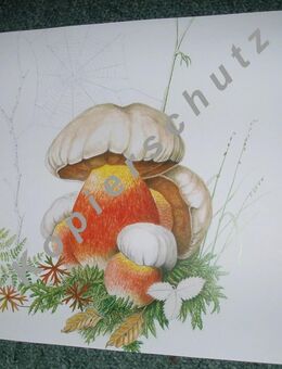 Rarität Aquarell Naturmotiv Satanspilz gelungene Reproduktion - Lüneburg