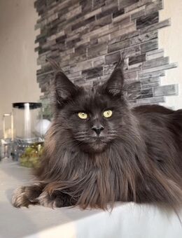 Wunderschöne Maine Coon Katze aus einer professionellen Zucht! - Barßel