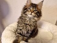 Süßer Maine Coon Kitten - Nienburg (Weser)